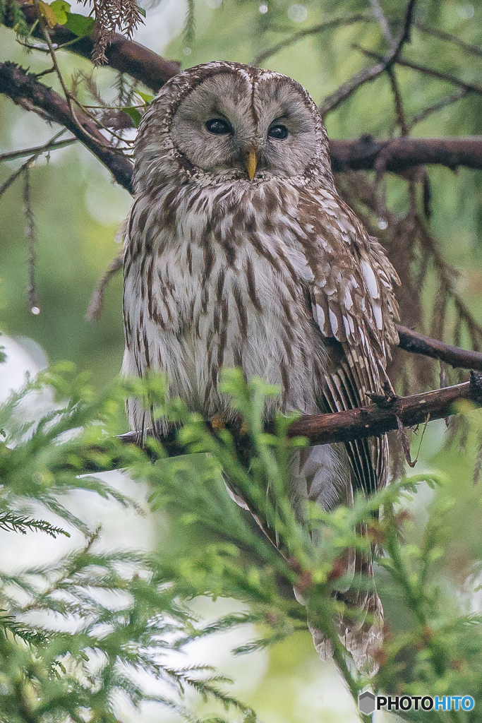 雨