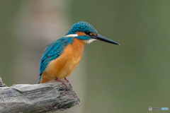 いつもの公園「こっち向いてよ！」（１）