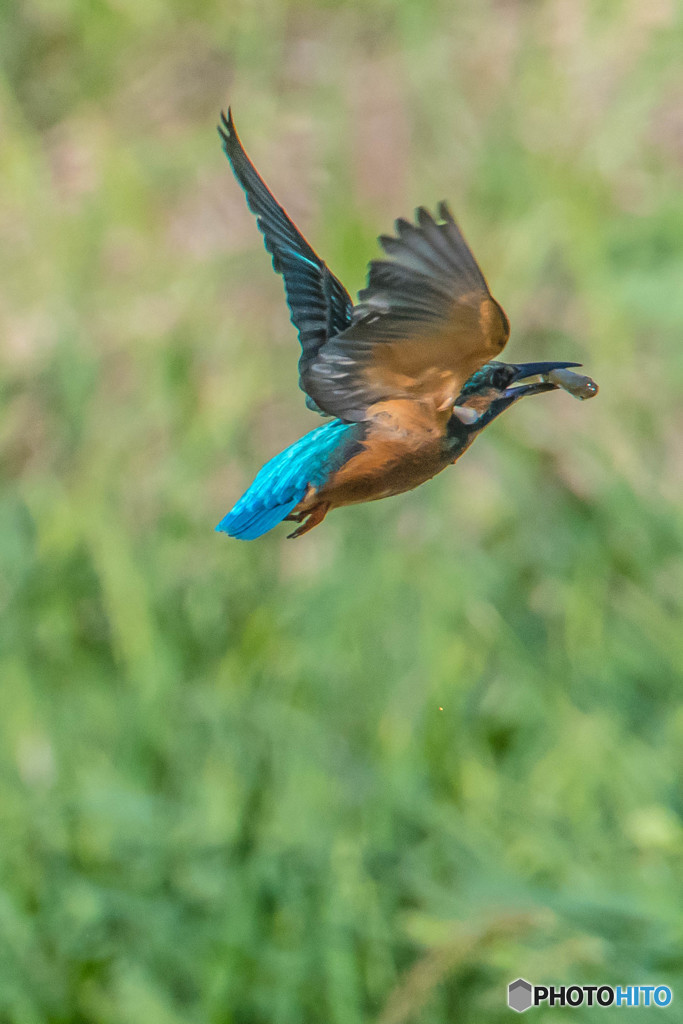 いつもの公園「飛ぶ」（４）（カワセミ）