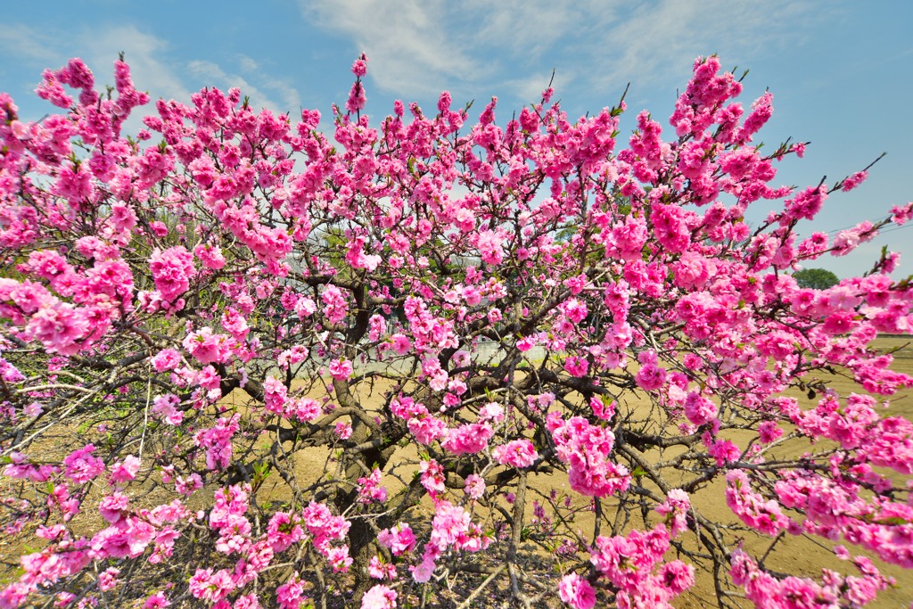春桜寸景（５）「ハナモモ」