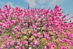春桜寸景（５）「ハナモモ」