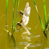 公園の仲間　８－７「産卵」