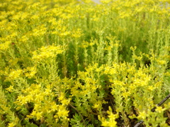 5月に咲く花　万年草「共立」