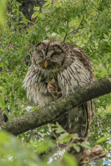 森の賢人「見守り」（２）