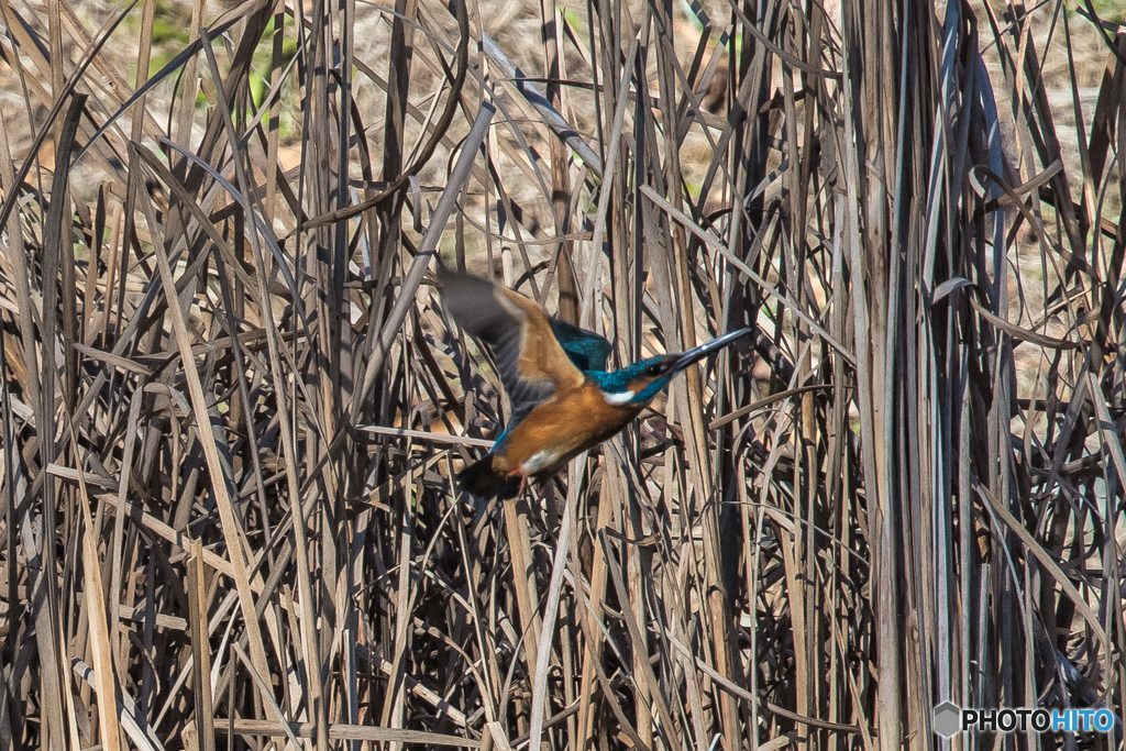 いつもの公園　「カワセミ二題」（1）