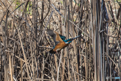 いつもの公園　「カワセミ二題」（1）