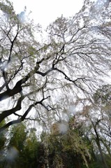 雨、花散らし（２）