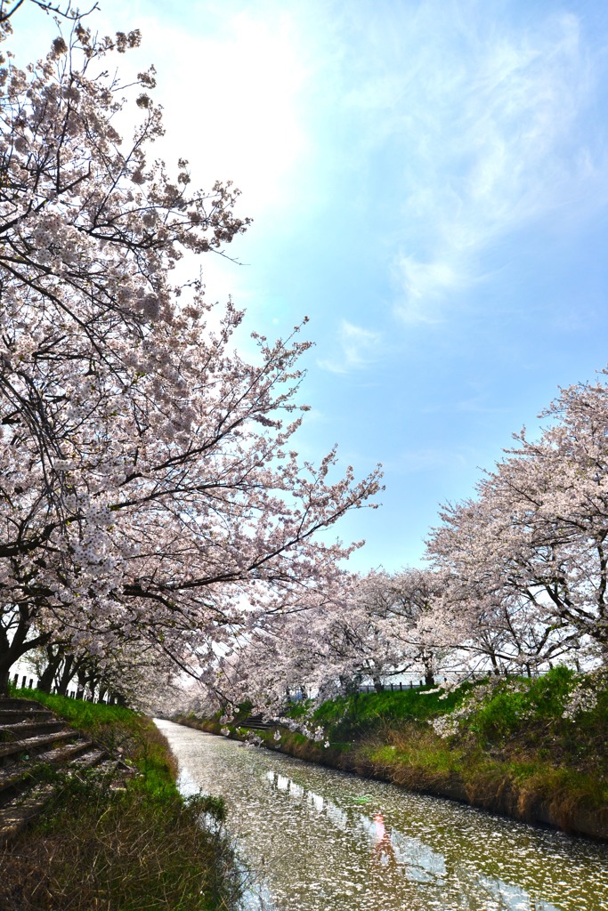 桜水路（２）