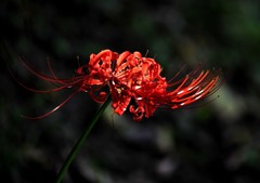 いつもの公園　６－６「曼珠沙華」