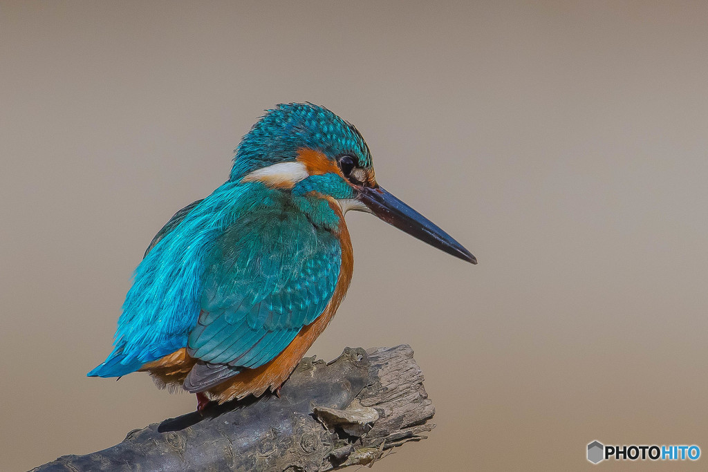 いつもの公園　美鳥三題「カワセミ」