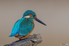 いつもの公園　美鳥三題「カワセミ」