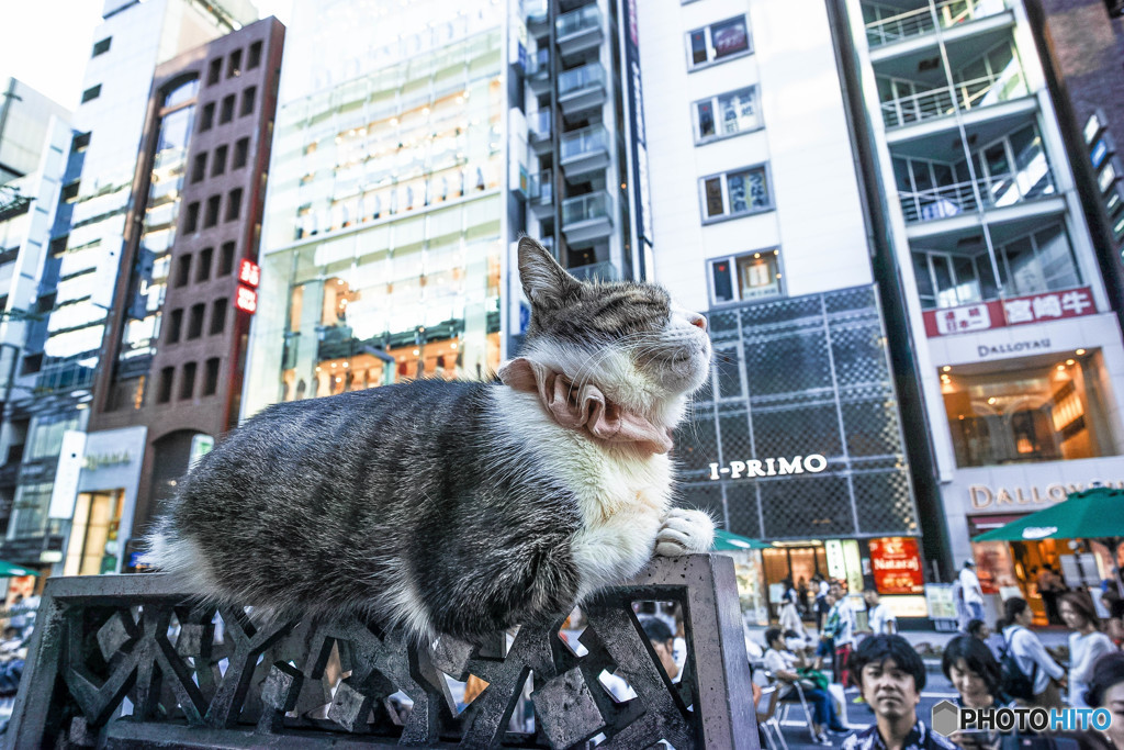 銀座六丁目「猫」