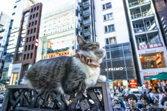 銀座六丁目「猫」