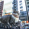 銀座六丁目「猫」