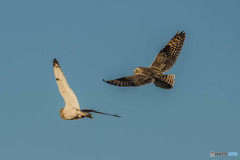 空中戦（コミミズク）（３）