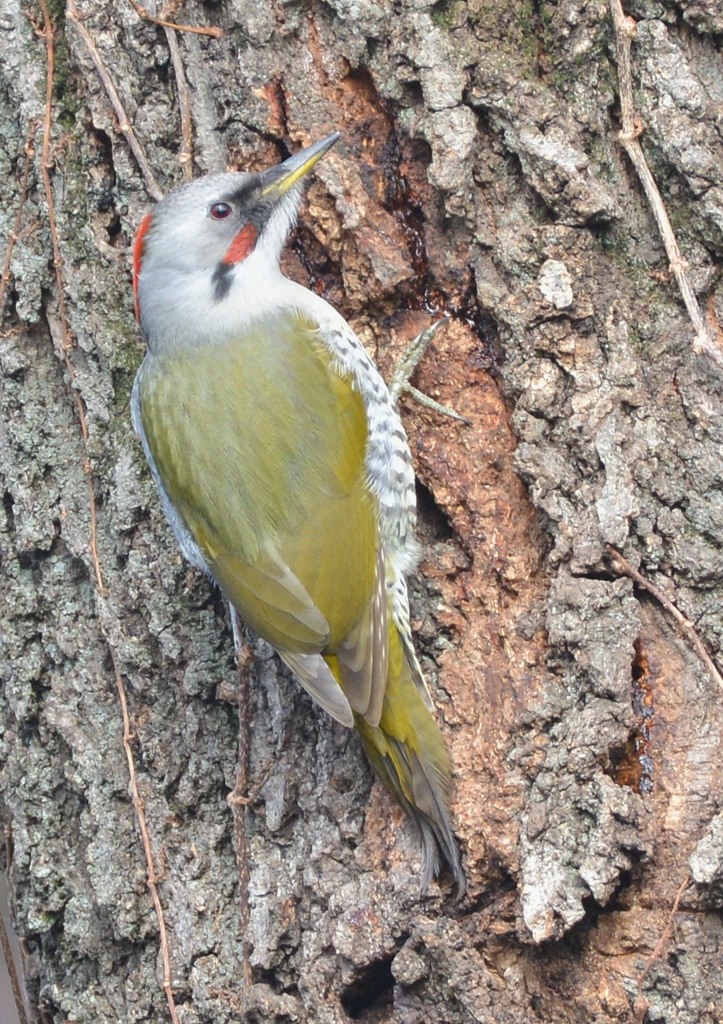 隣町の公園　「アオゲラ」（３）