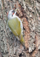 隣町の公園　「アオゲラ」（３）
