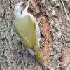 隣町の公園　「アオゲラ」（３）