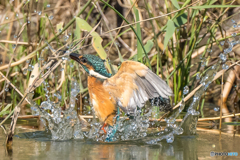 いつもの公園「岸辺」