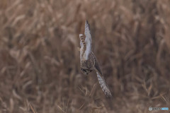 冬野人悠々（８）