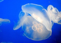 神秘なるクラゲ　５－２「異次元なる動き」