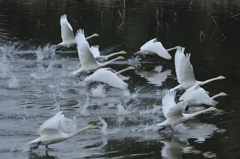 今朝、白鳥池（２）