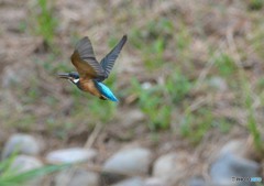 いつもの公園「去」カワセミ