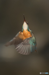 青緑の舞（２）