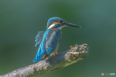 いつもの公園「眼」（１）（カワセミ）