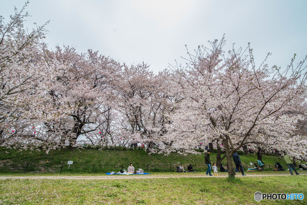 桜の樹の下で（埼玉県幸手市権現堂公園）（３）「満喫」