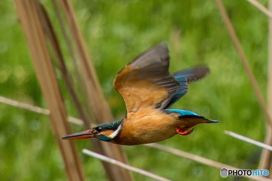 いつもの公園「カワセミ日記（３）」