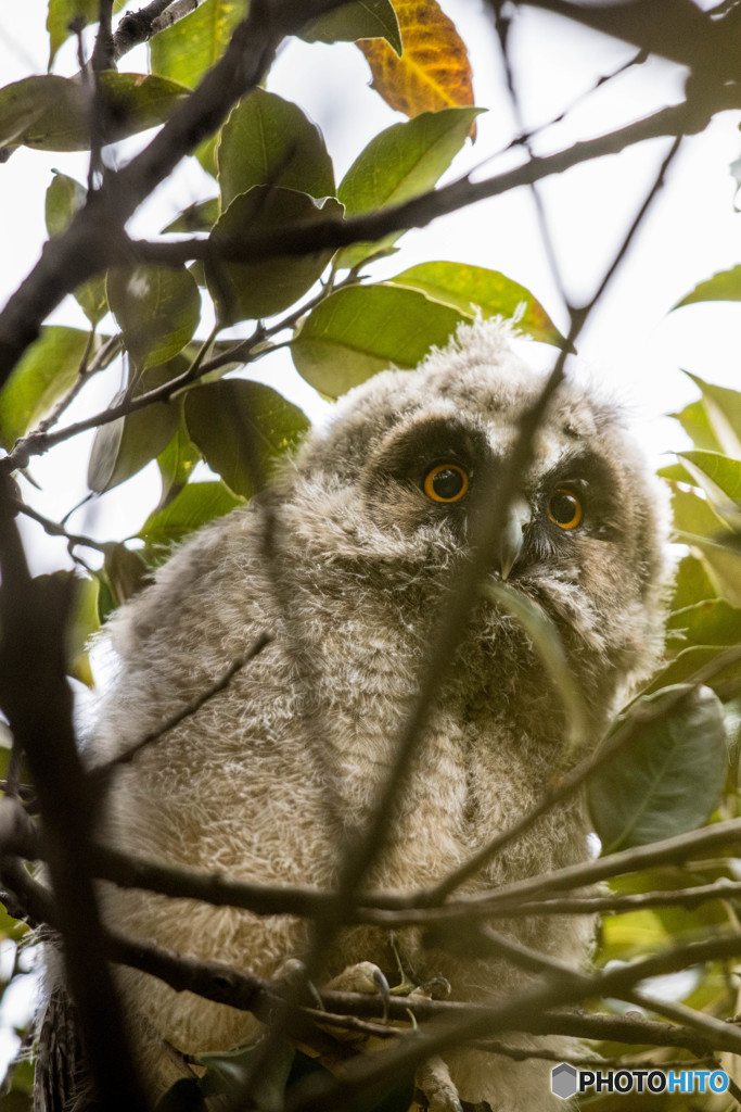 枝隠れ（トラフズク）（２）