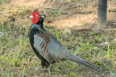 いつもの公園「雉三題」（極彩色）