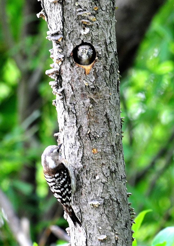 今朝、コゲラ４－２「誘われて」