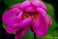 花日和、雨（古代蓮）Ⅳ