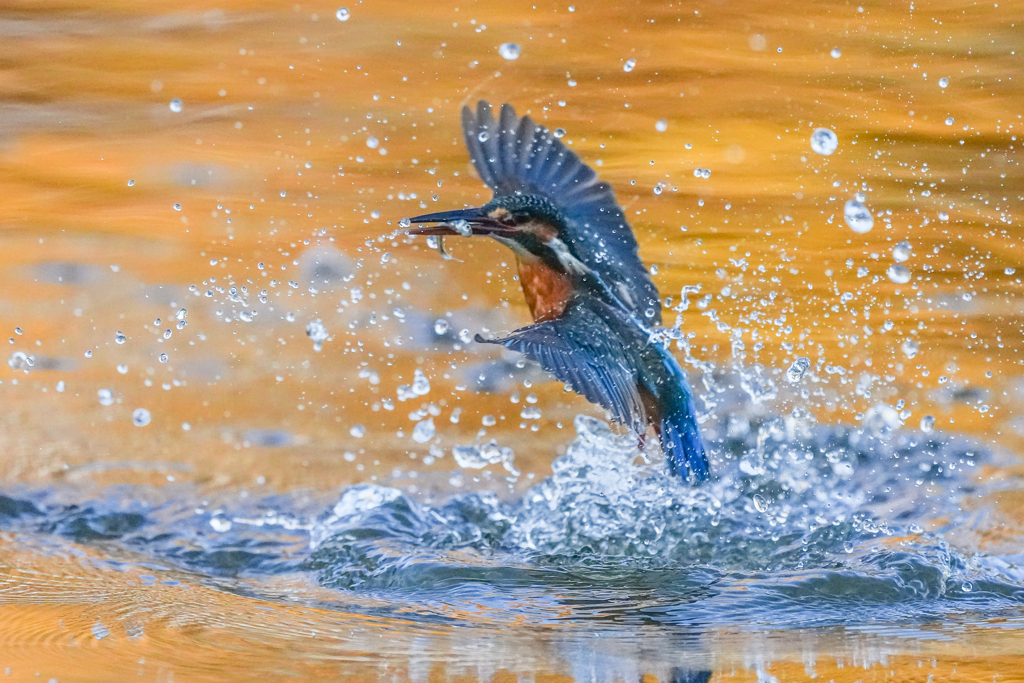 いつもの公園「翡翠四景色」（参）