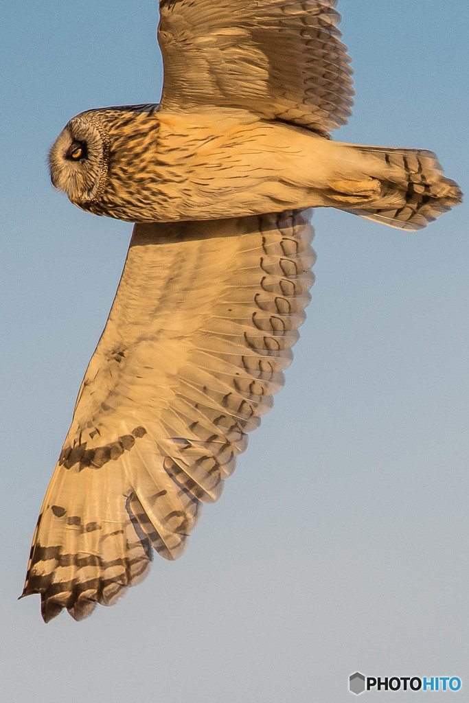 輝き（コミミズク）