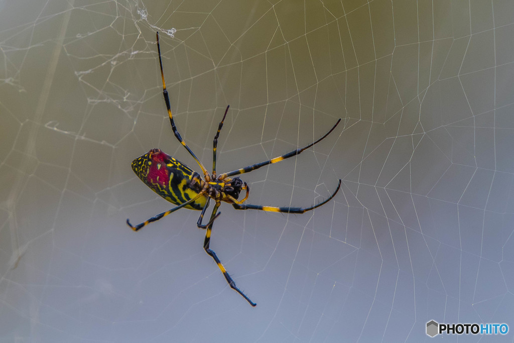 いつもの公園「蜘蛛」（ジョロウグモ）（３）