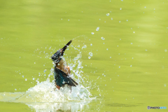 いつもの公園「暑くなったので」