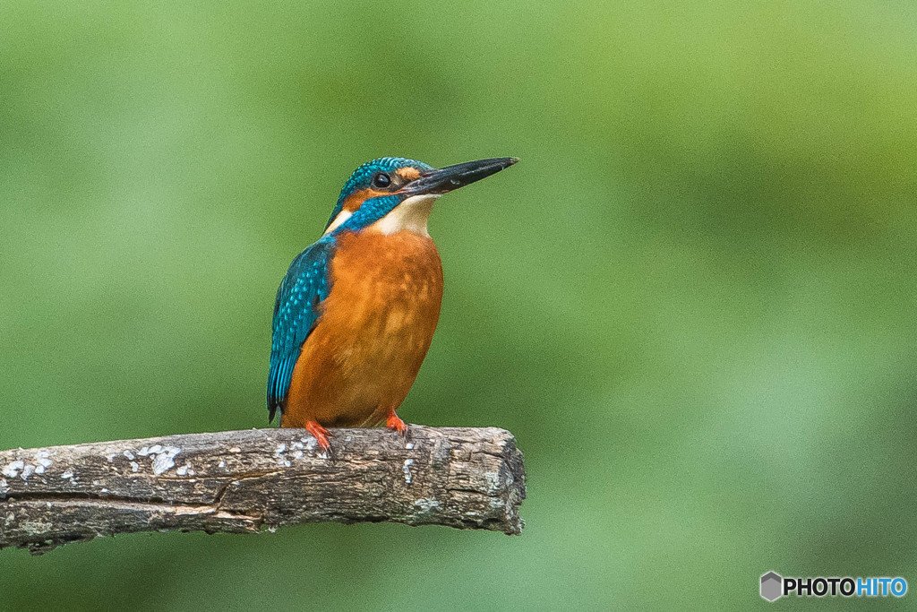 いつもの公園「カワセミ自慢」（１）