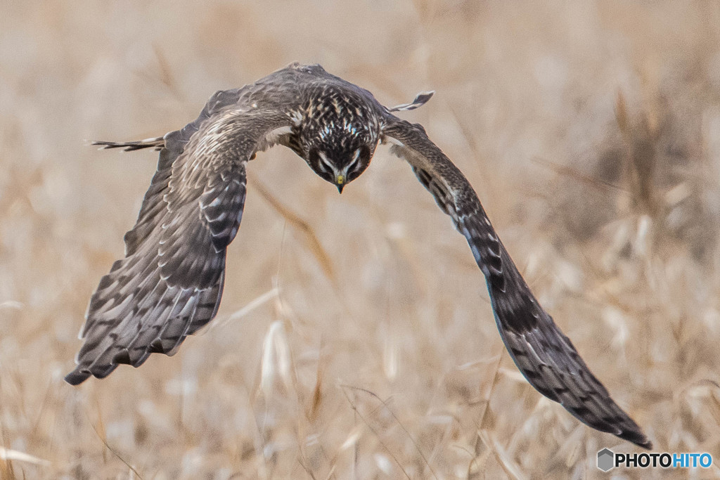 ハンティングフィールド（ハイメス）（9）