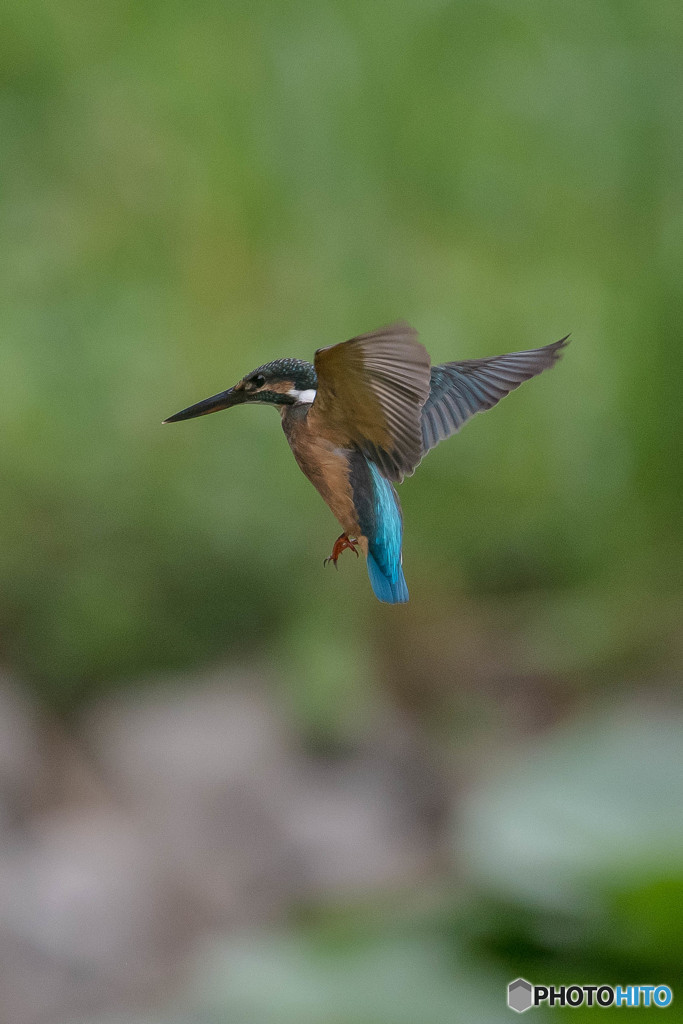 いつもの公園「ホバ、ホバ」（２）