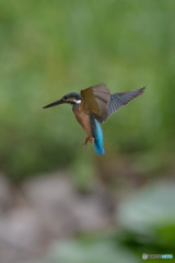 いつもの公園「ホバ、ホバ」（２）