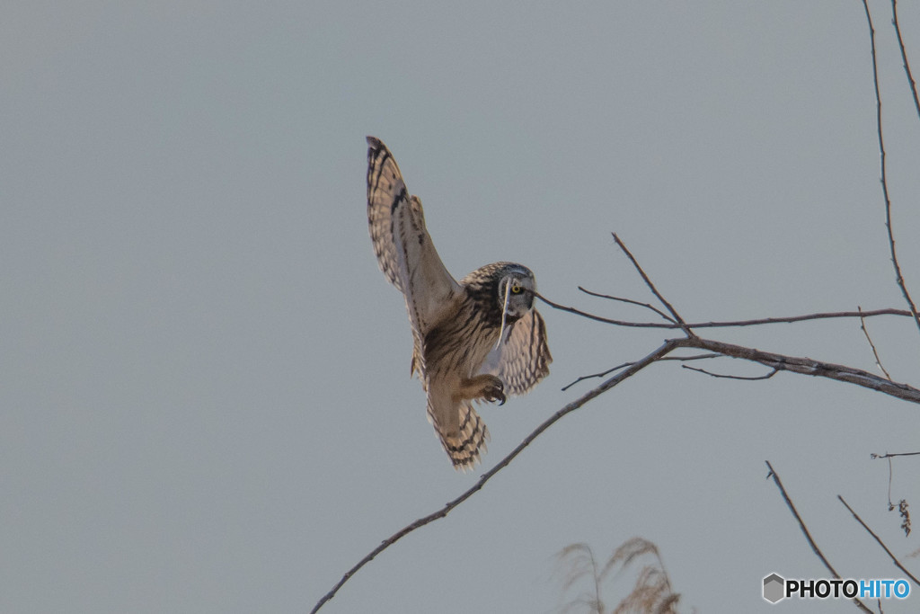 冬野人「この日の始まり」（コミミズク）（１）