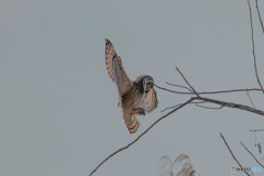 冬野人「この日の始まり」（コミミズク）（１）