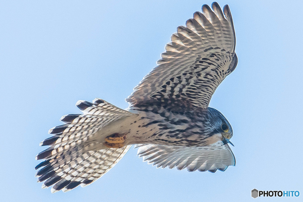 チョウゲンボウ精細（１）