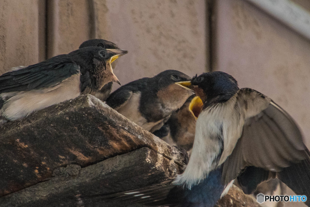 ツバメの子（３）