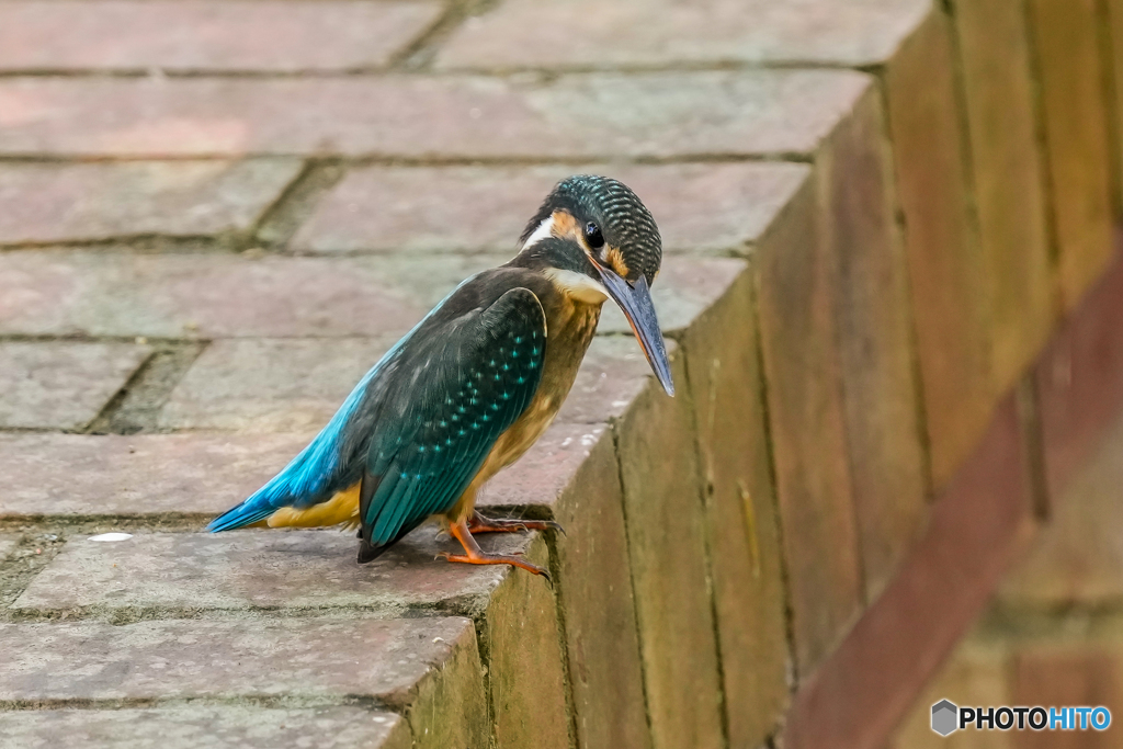 いつもの公園「煉瓦水門」（１）