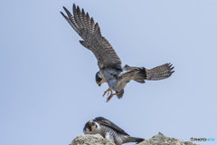 命紡ぐとき（２）（ハヤブサ）