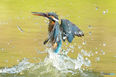 いつもの公園「エビ逃がし」